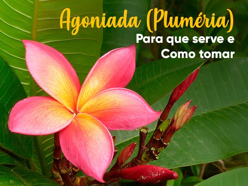 Planta Agoniada (Plumria): para que serve e como tomar